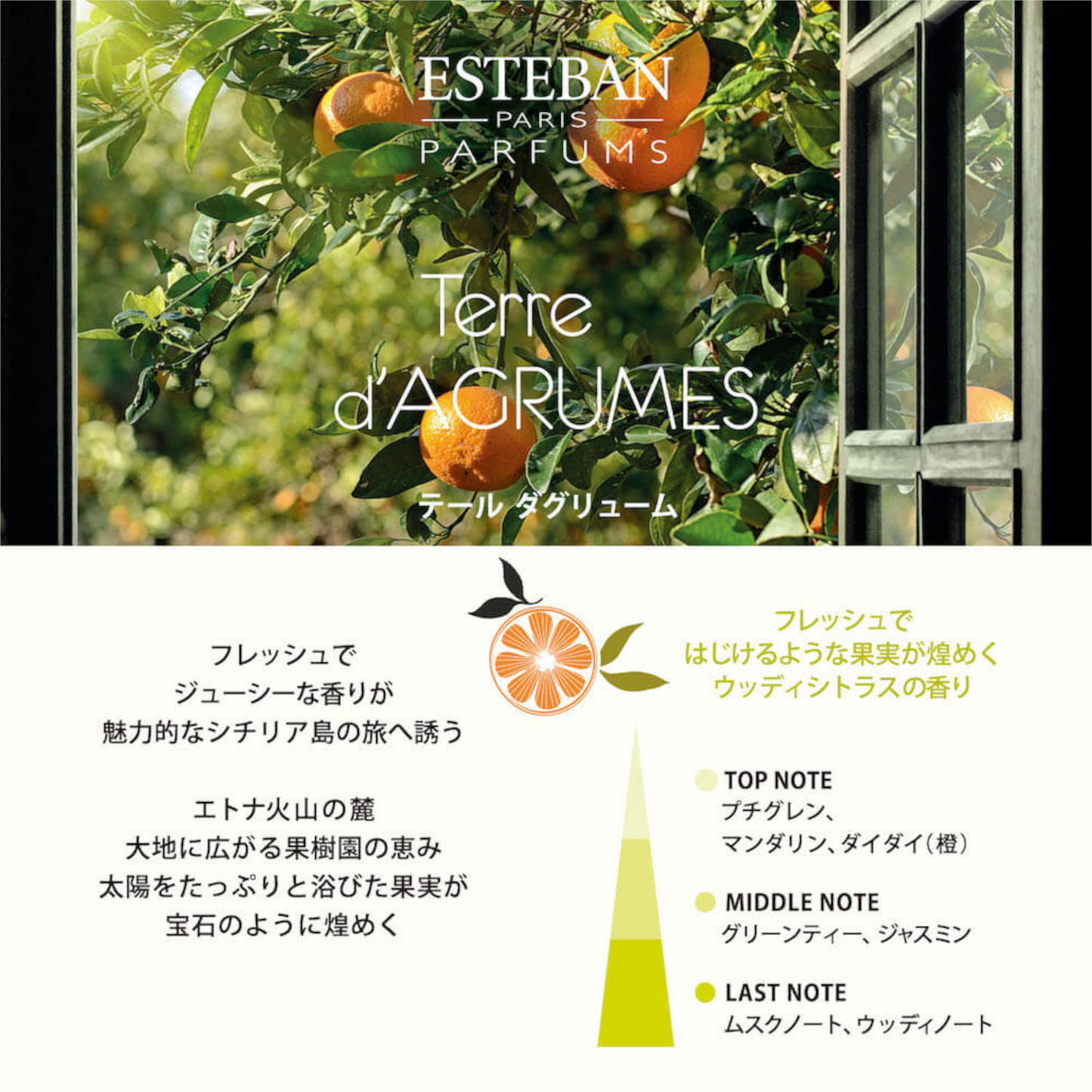 ESTEBAN スティック 40本 テール