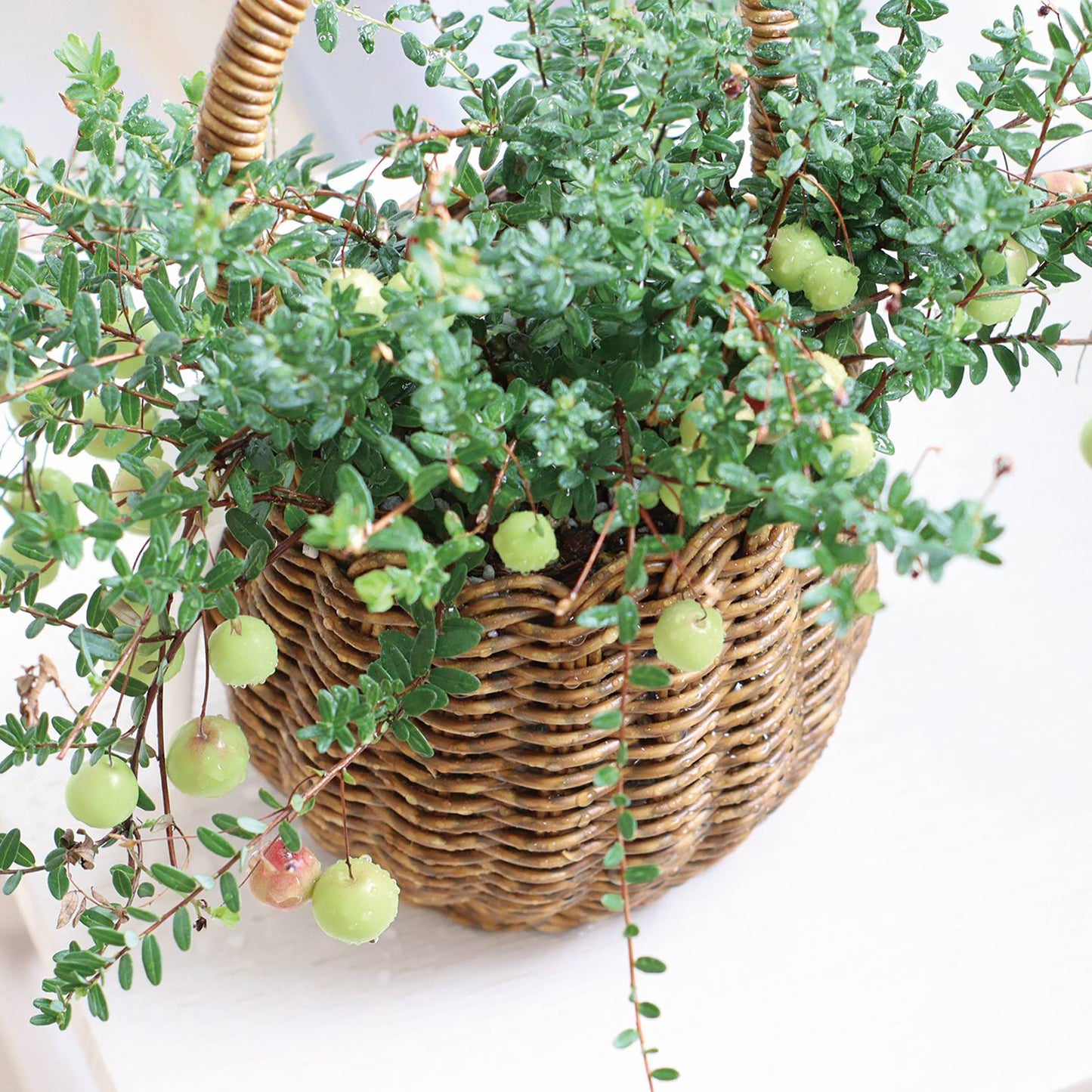 Util Long Handle Pot S