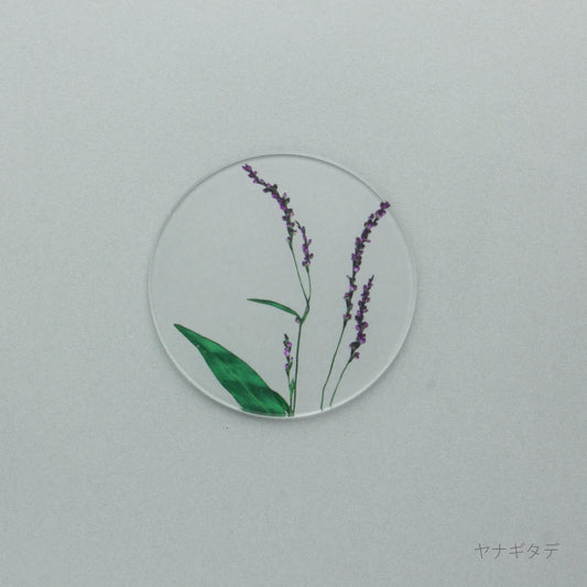 押花 コースター ヤナギタデ
