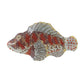 Glass fishery plate Scorpionfish